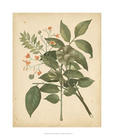 Nature&#39;s Greenery VI art print