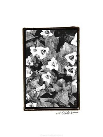 Springtime Garden I by Laura Denardo art print