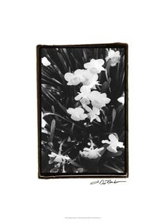 Springtime Garden V by Laura Denardo art print