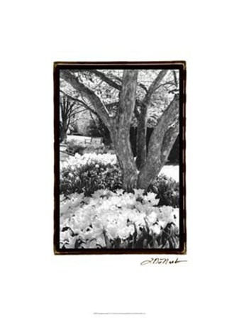 Springtime Garden VI by Laura Denardo art print
