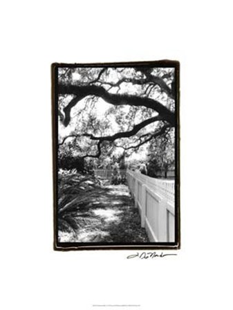 Summer Shade I by Laura Denardo art print