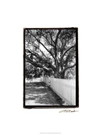 Summer Shade II by Laura Denardo art print