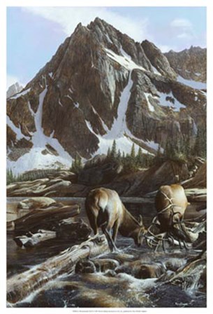 Mountainside Elk II by Kevin Daniel art print