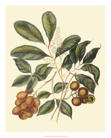 Foliage, Flowers &amp; Fruit I by Vision Studio art print