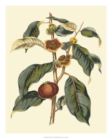 Foliage, Flowers &amp; Fruit II by Vision Studio art print