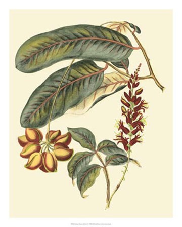 Foliage, Flowers &amp; Fruit IV by Vision Studio art print