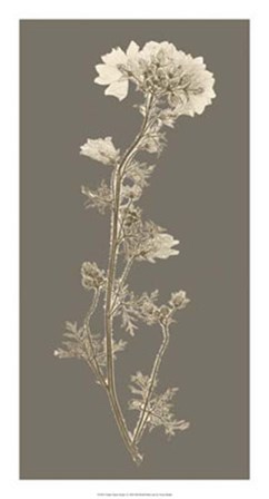Taupe Nature Study I by Vision Studio art print