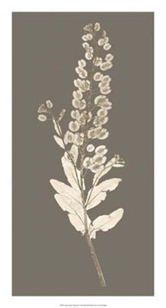 Taupe Nature Study III by Vision Studio art print