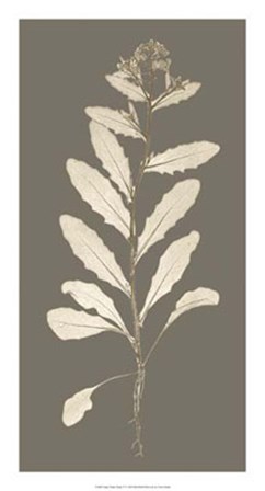 Taupe Nature Study IV by Vision Studio art print