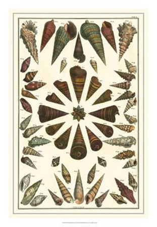 Shell Collection II by Albertus Seba art print