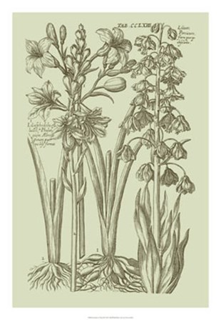Garden of Flora II by Vision Studio art print