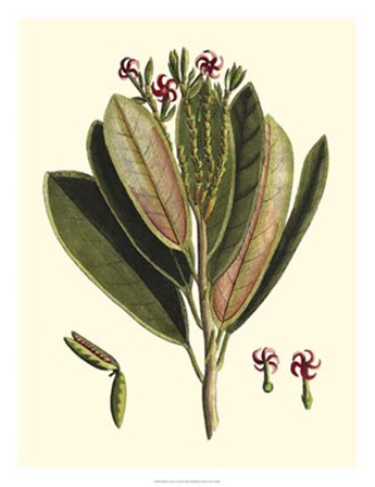 Buchoz Leaves I by Vision Studio art print