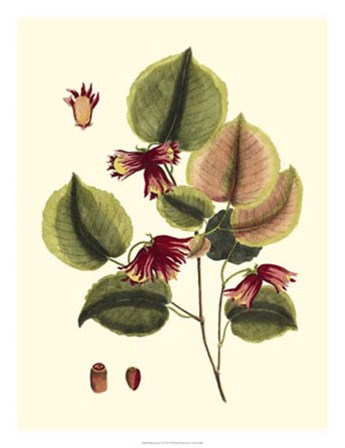 Buchoz Leaves II by Vision Studio art print
