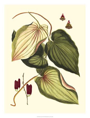 Buchoz Leaves III by Vision Studio art print