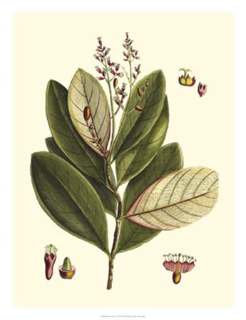 Buchoz Leaves IV by Vision Studio art print