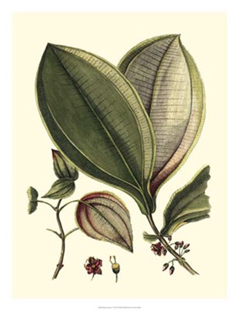 Buchoz Leaves V by Vision Studio art print