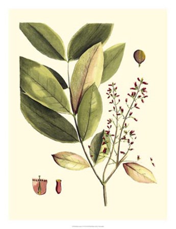Buchoz Leaves VI by Vision Studio art print