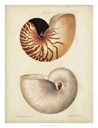 Antique Nautilus I by George Wolfgang Knorr art print