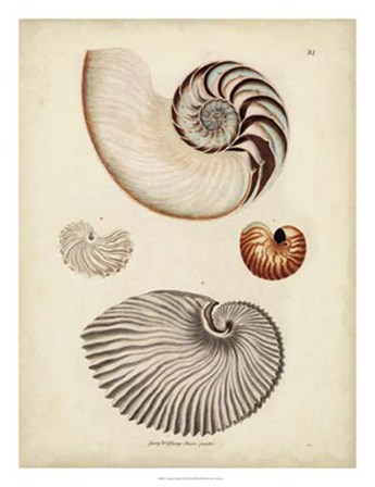 Antique Nautilus II by George Wolfgang Knorr art print