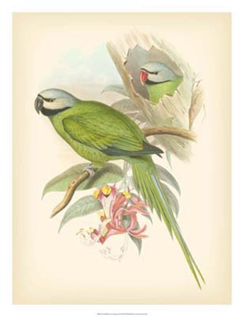 Birds of the Tropics II by John Gould art print