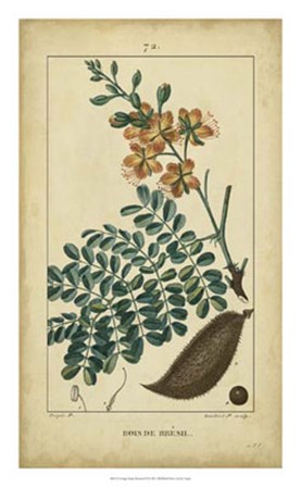 Vintage Turpin Botanical VI by Pierre Jean Francois Turpin art print