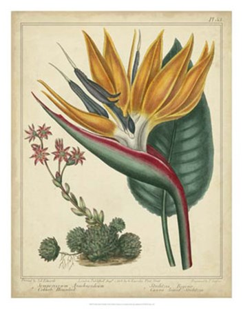 Golden Bird of Paradise by Sydenham Edwards art print