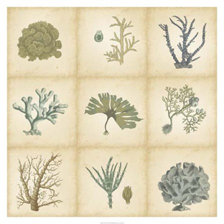 Coral Curio by Vision Studio art print