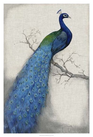 Peacock Blue I by Timothy O&#39;Toole art print