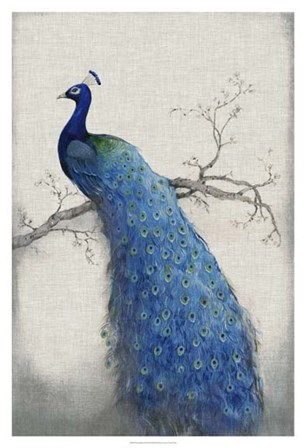 Peacock Blue II by Timothy O&#39;Toole art print