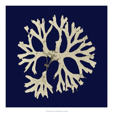 Seaweed on Navy I by Vision Studio art print