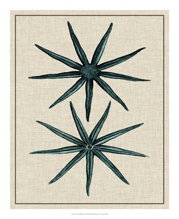 Coastal Starfish IV by Vision Studio art print