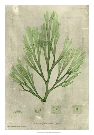 Emerald Seaweed II art print