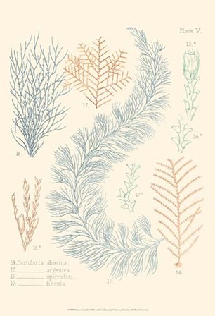 Delicate Coral II by F Reeve art print
