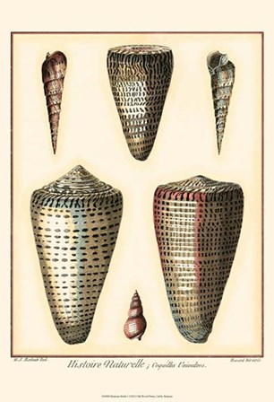 Redoute Shells I by Ehret and Redoute art print