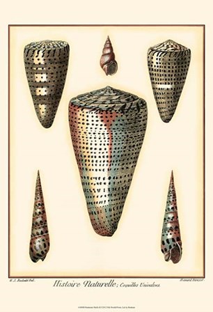 Redoute Shells II by Ehret and Redoute art print
