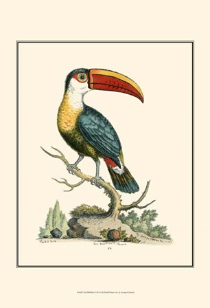 The Bill Bird by George Edwards art print