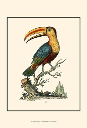 The Toco Toucan by George Edwards art print