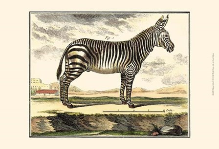 Zebra by Denis Diderot art print