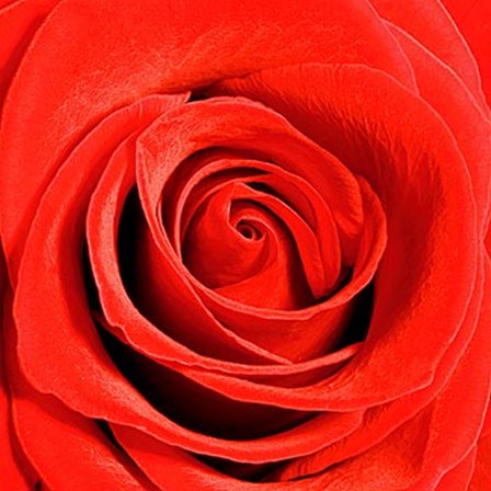 Scarlet Rose by Joseph Eta art print