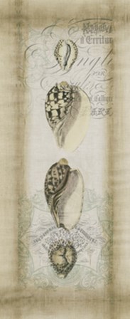 Cartouche &amp; Shells I by Jennifer Goldberger art print