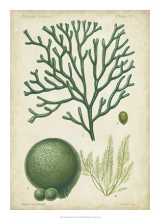 Seaweed Specimen in Green IV by Vision Studio art print