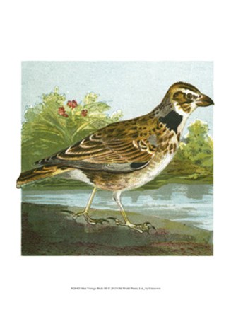Mini Vintage Birds III art print