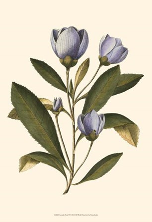 Lavender Floral IV by Vision Studio art print