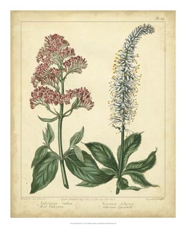 Garden Flora VI by Sydenham Edwards art print