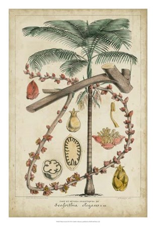 Palma Exotica II by Vision Studio art print