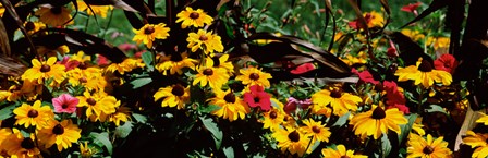 Close-up of flowers growing in a field by Panoramic Images art print
