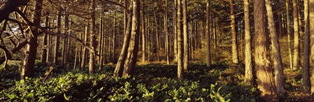 Trees and salals in a forest at sunset, Whidbey Island, Island County, Washington State, USA by Panoramic Images art print