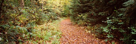 Forest, Old Forge, Herkimer County, New York State, USA by Panoramic Images art print