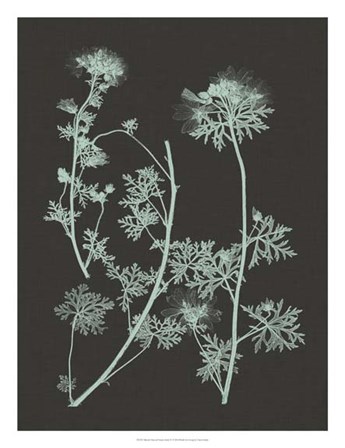 Mint &amp; Charcoal Nature Study IV by Vision Studio art print