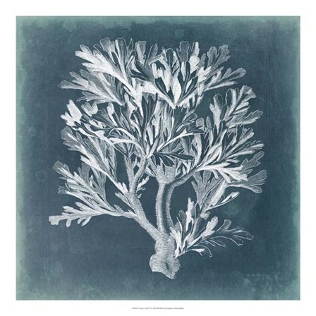 Azure Coral IV by Vision Studio art print